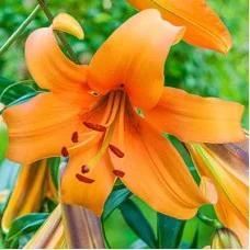 Liilia Orange Space